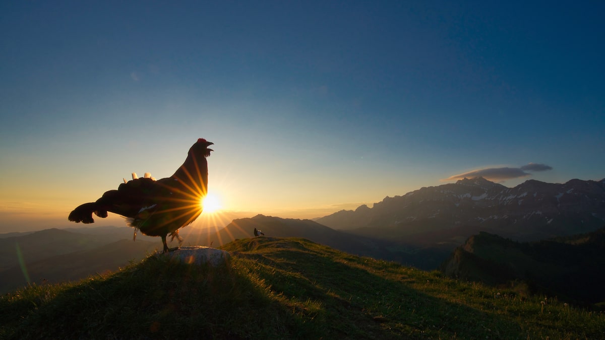 Lekking Black Grouse Standing on Top of the Alps at Dawn