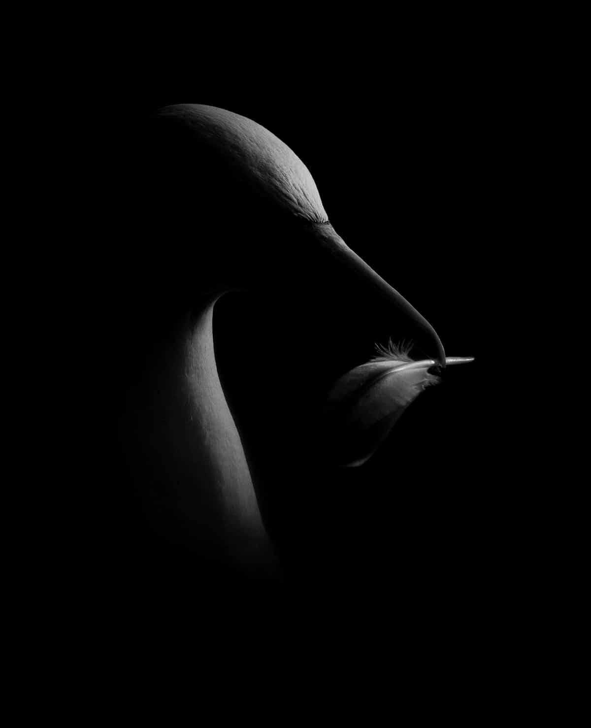 Black and White Portrait of a Northern Gannet