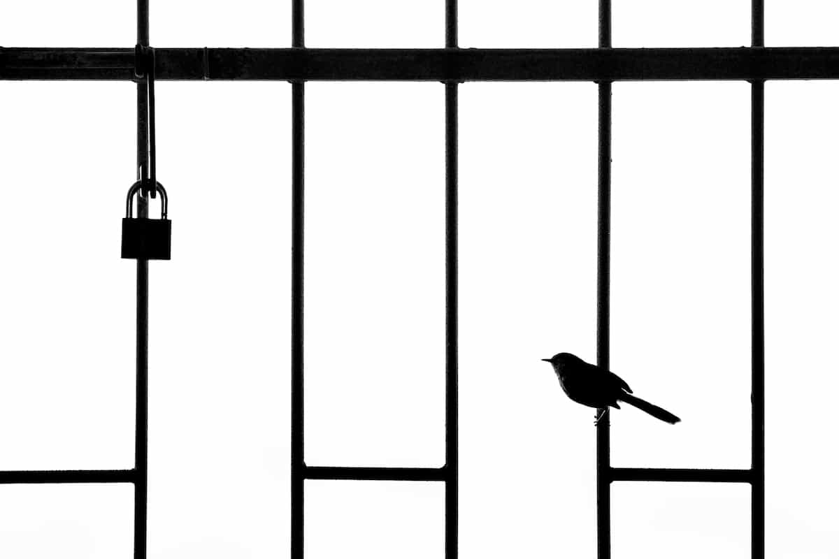 Bird Perched on a Steel Door