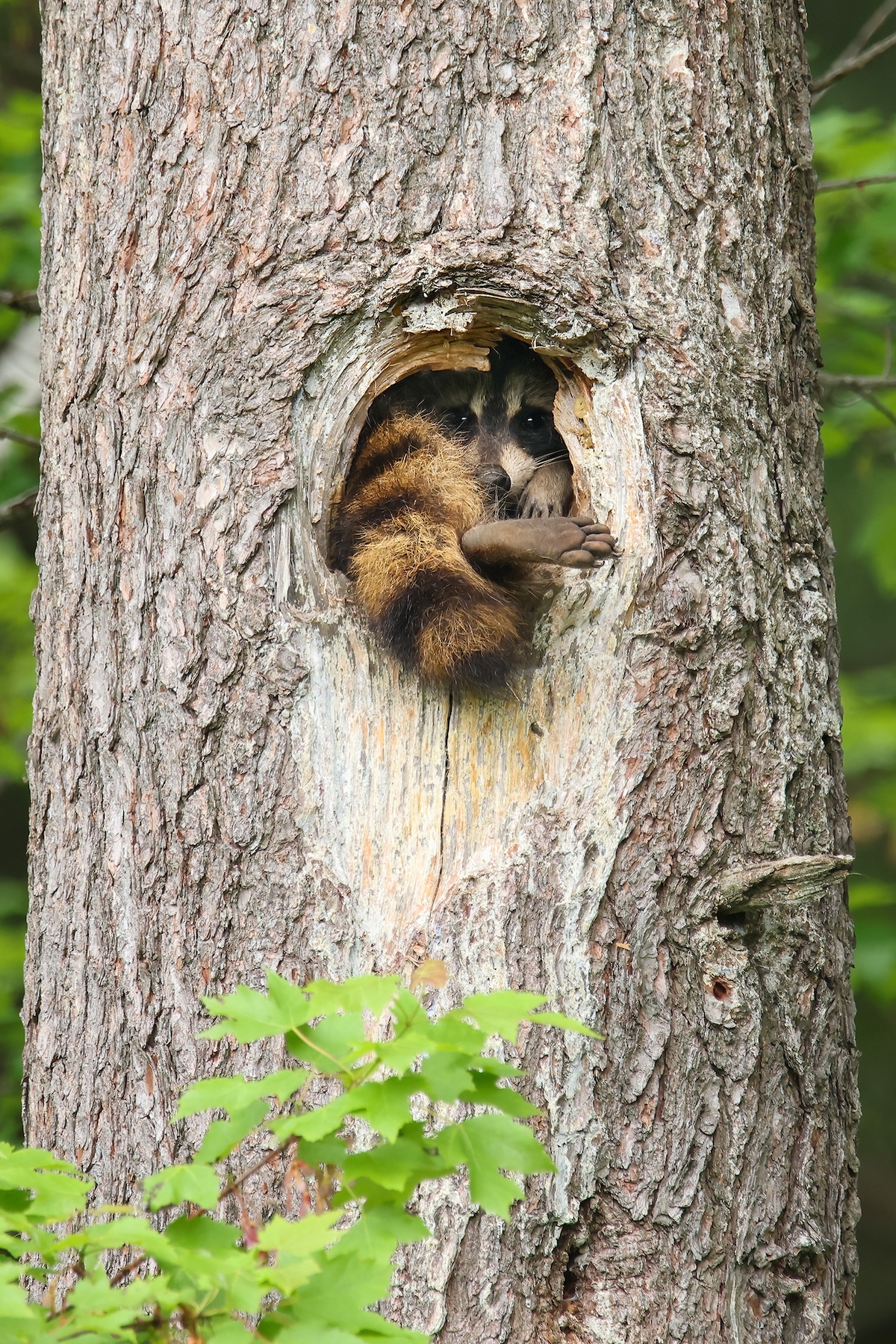 Raccoon Sticking Foot Out of Hole in a Tree