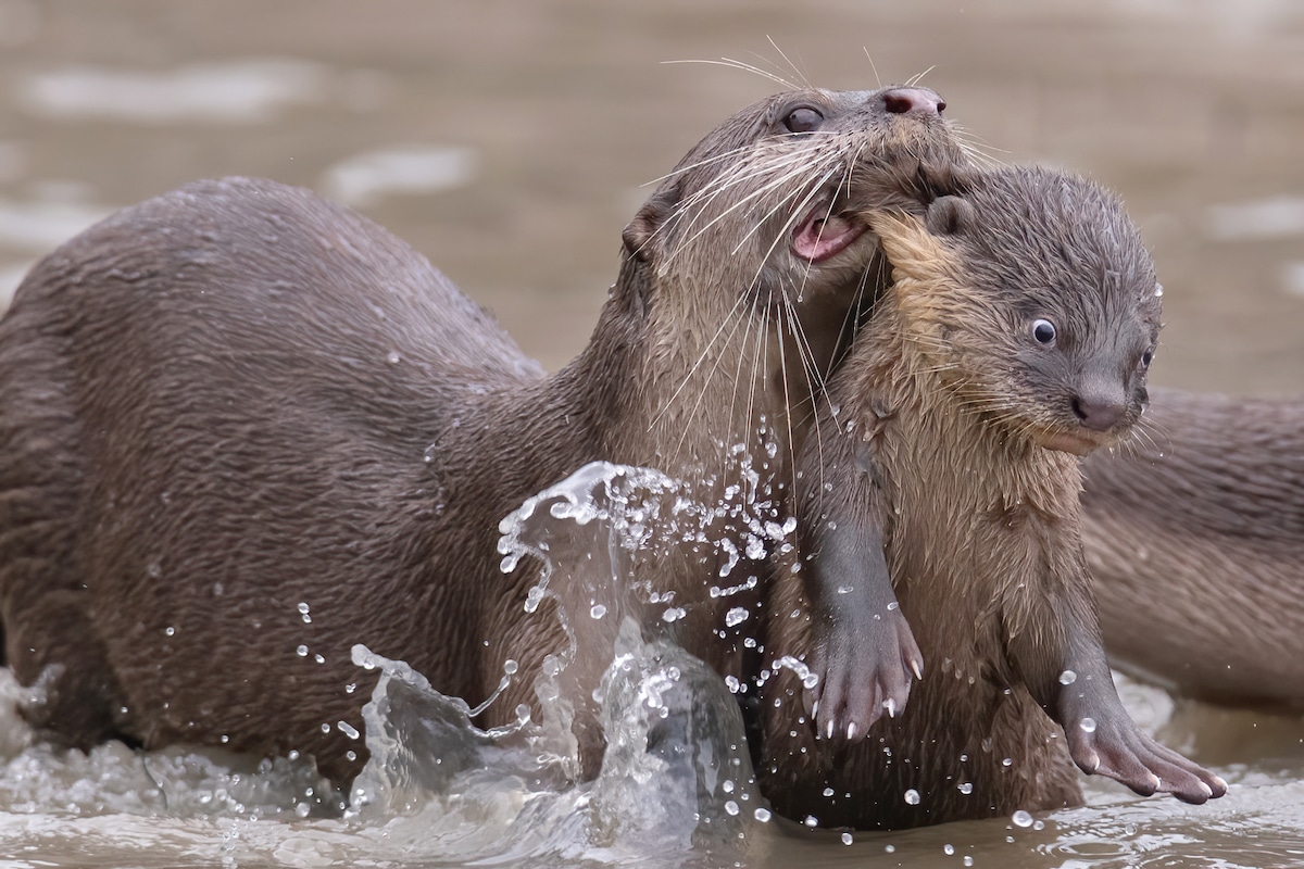 Otter Teaching Its Baby to Swim