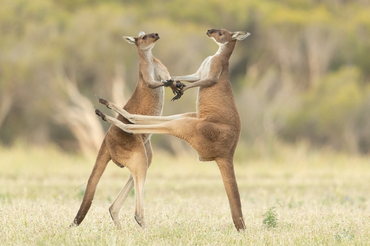 Combat de kangourous gris