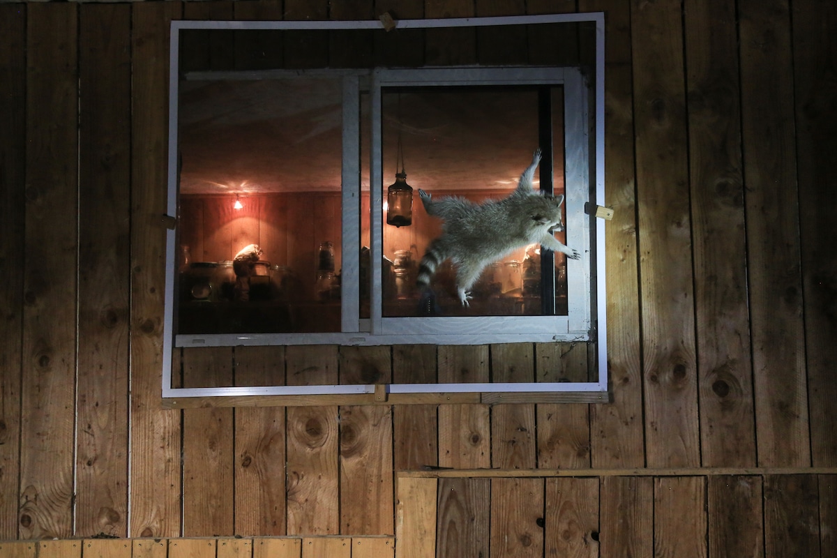 Raccoon Clinging to the Window of a House