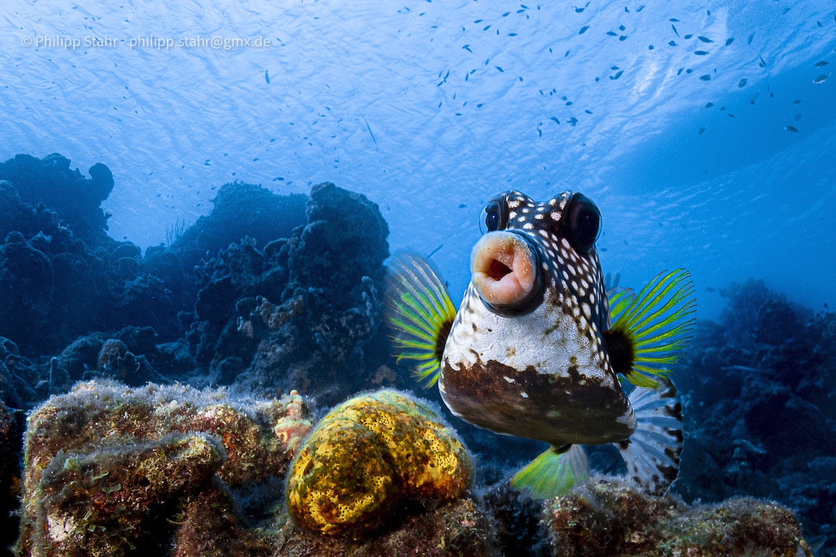 Boxfish Underwater