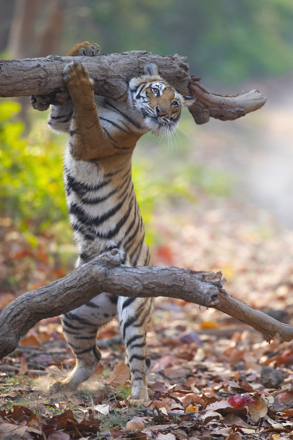 Tigre que parece cargar el tronco de un árbol