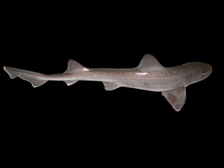 Female Shark in Italian Aquarium Has a Rare “Virgin Birth,” Likely a First for Species