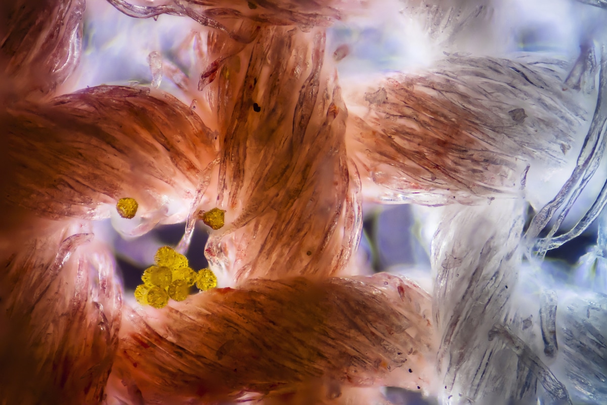 Photomicrographie de tissu de coton avec des grains de pollen
