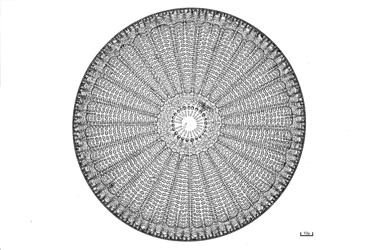 Nikon Small World Photomicrography