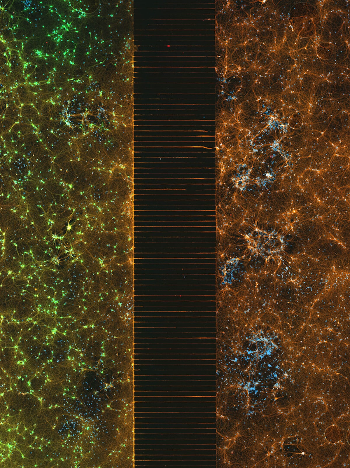 Un dispositif microfluidique contenant 300 000 neurones en réseau