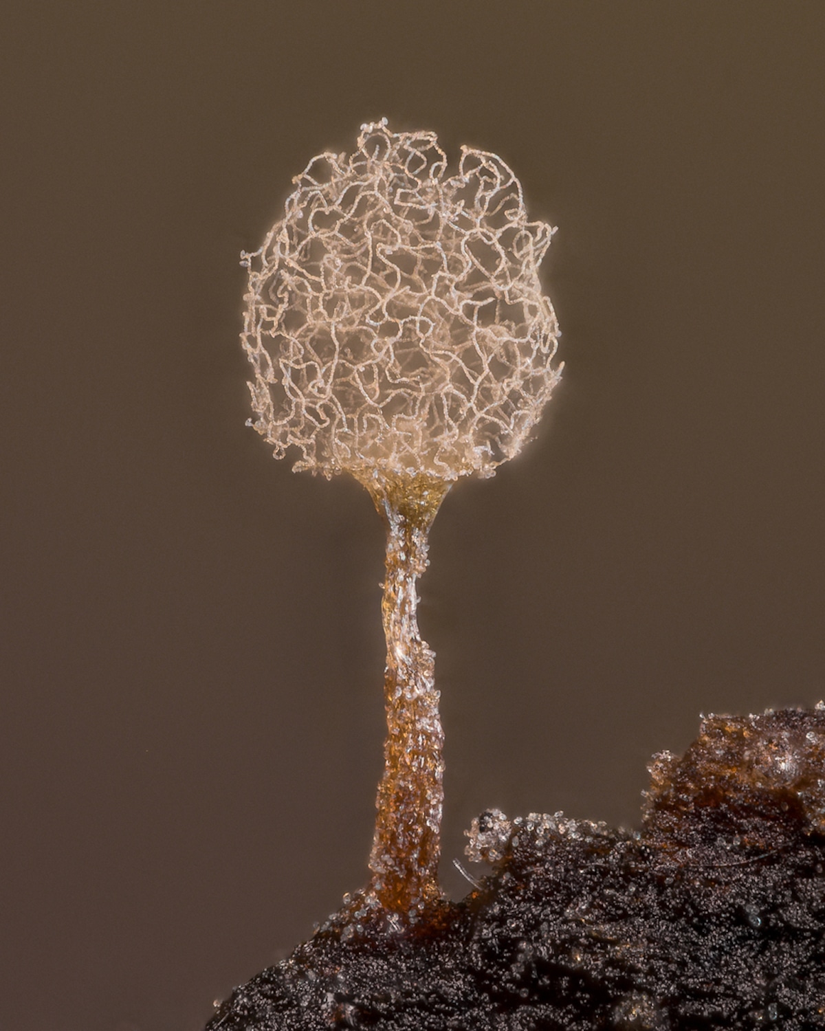 Stacked Image of Slime Mold