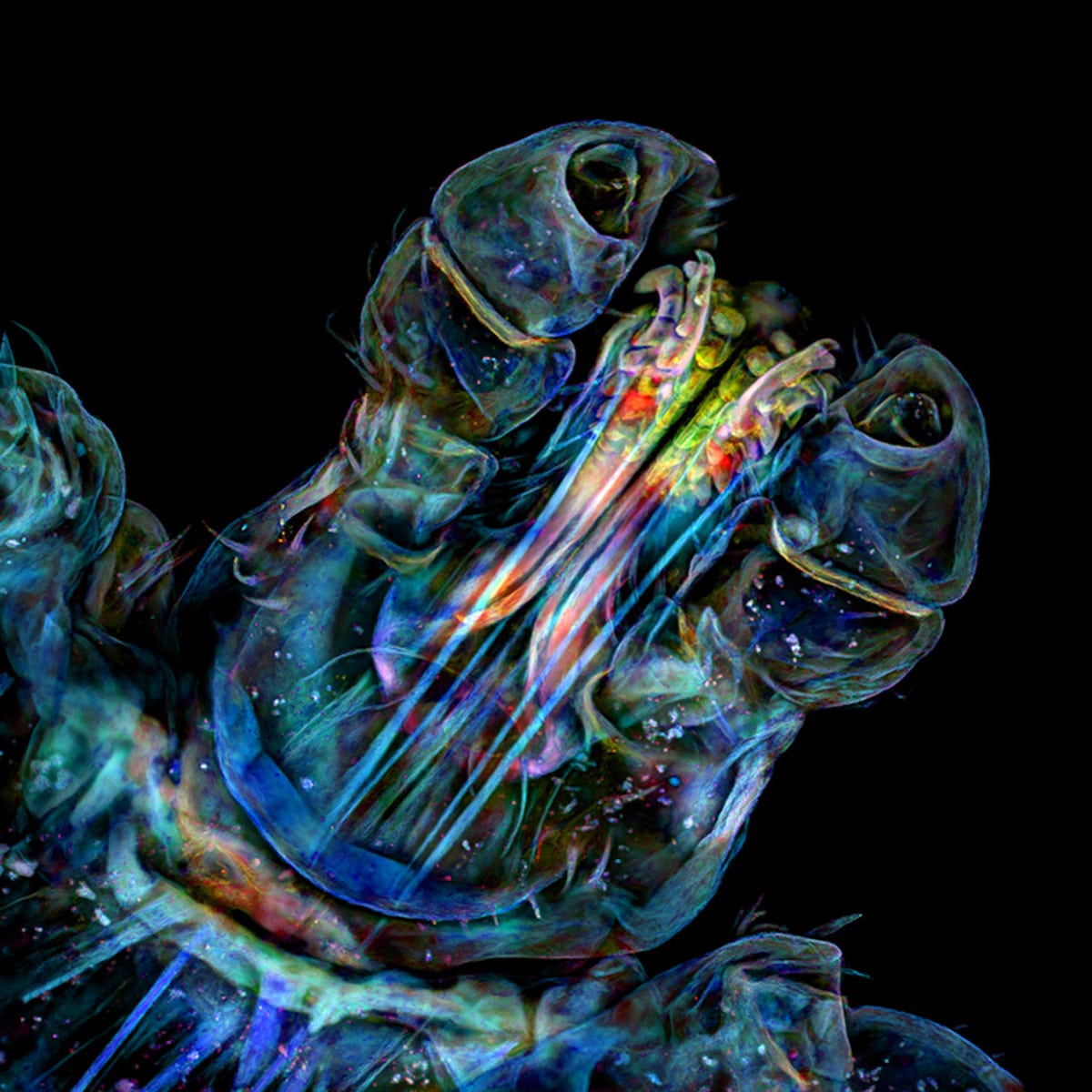 Confocal Image of the Head of a Tick