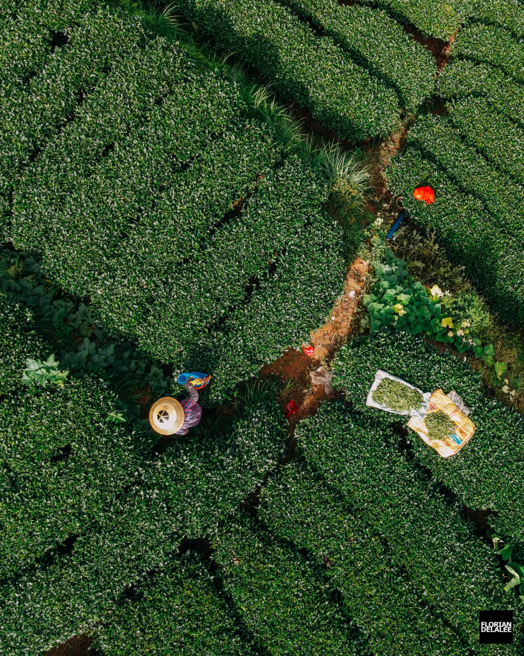 Field Workers in China from Above