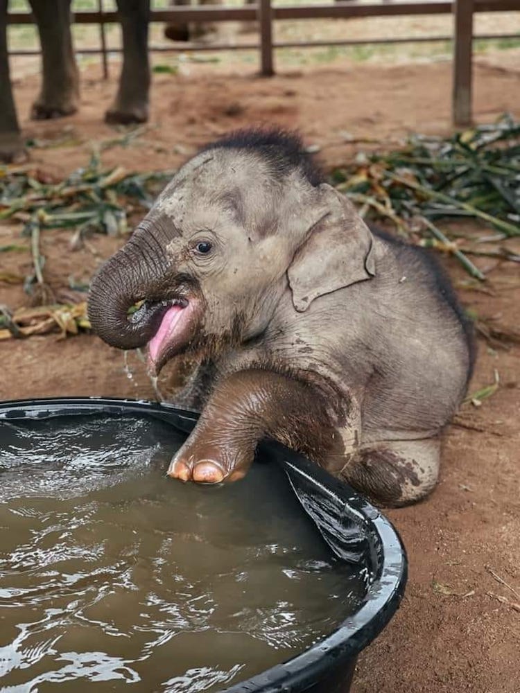 Elephant in Chiang Mai, Thailand - Baby Elephant For A Day (No riding)