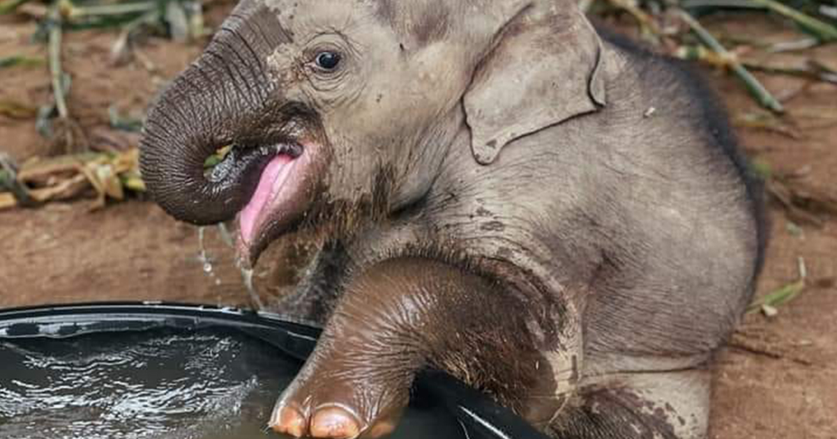 Chaba the Rescued Baby Elephant Loves Splashing Around in Her Bath