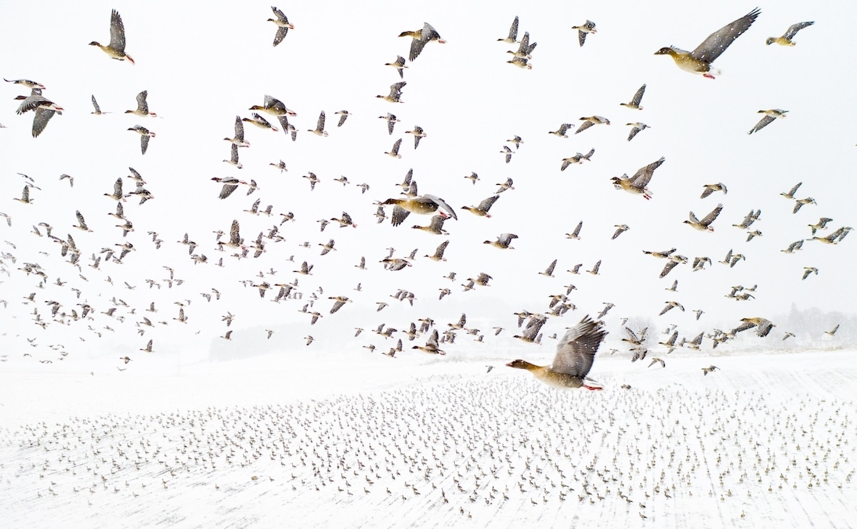 Pink-Footed Geese Flying In To Norway