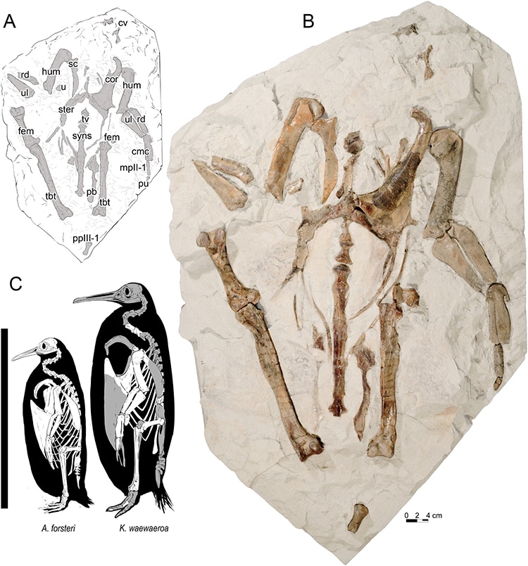 Découverte d’une nouvelle espèce fossile de panda géant Kairuku waewaeroa