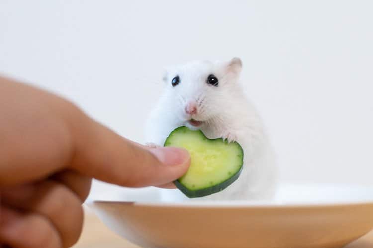 Hamster Looks So Happy Eating His Lucky Heart-Shaped Cucumber Slice