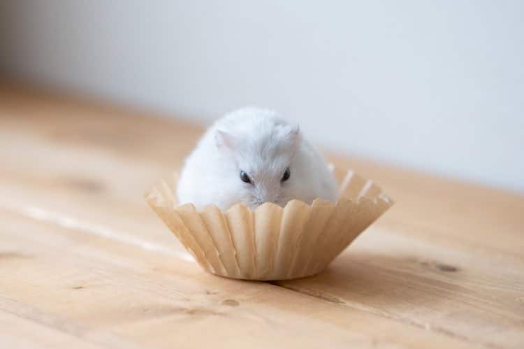 Hamster Loves Heart-Shaped Cucumber