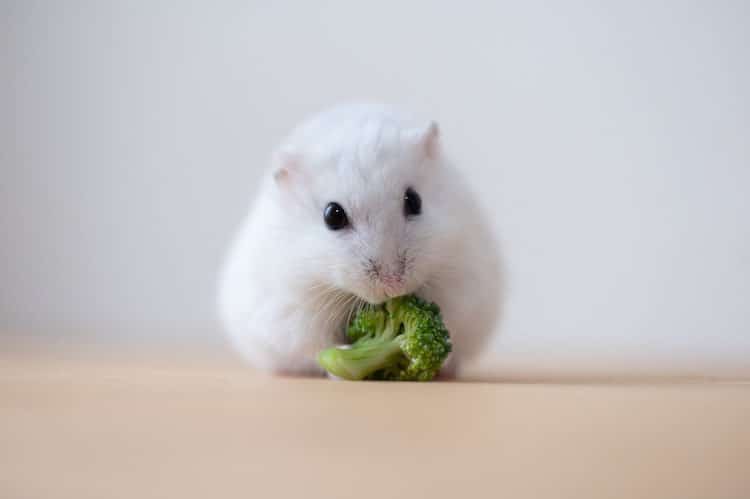 Hamster Loves Heart-Shaped Cucumber