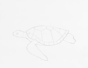 Learn How to Draw a Sea Turtle Swimming in the Ocean Step by Step