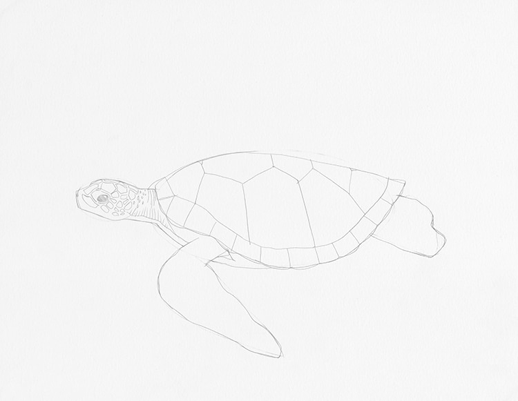 How to Draw a Turtle