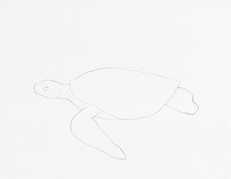 How to Draw a Turtle