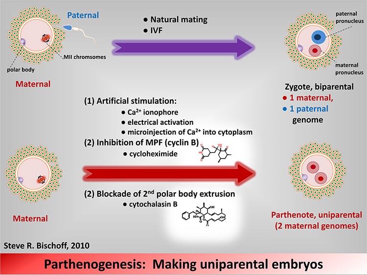 parthenogenesis diagram