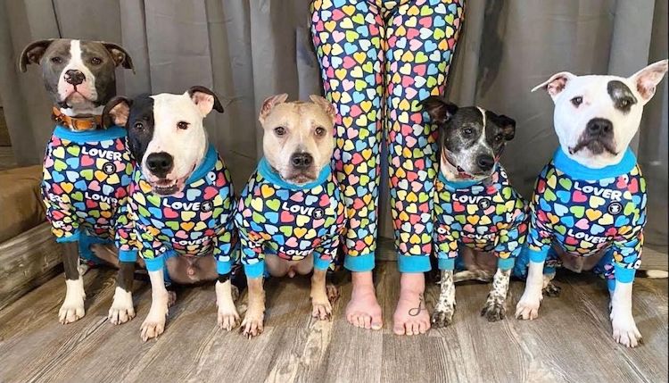 Woman Crafts Colorful Dog Clothes Especially for Pit Bulls