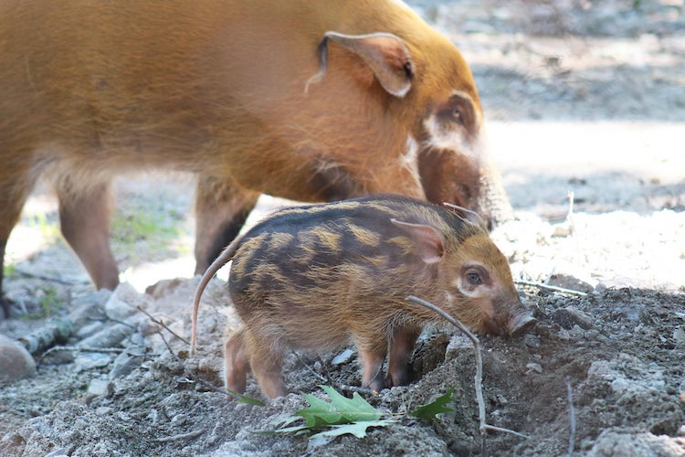 Red River Hog Piglet Born at Franklin Park Zoo