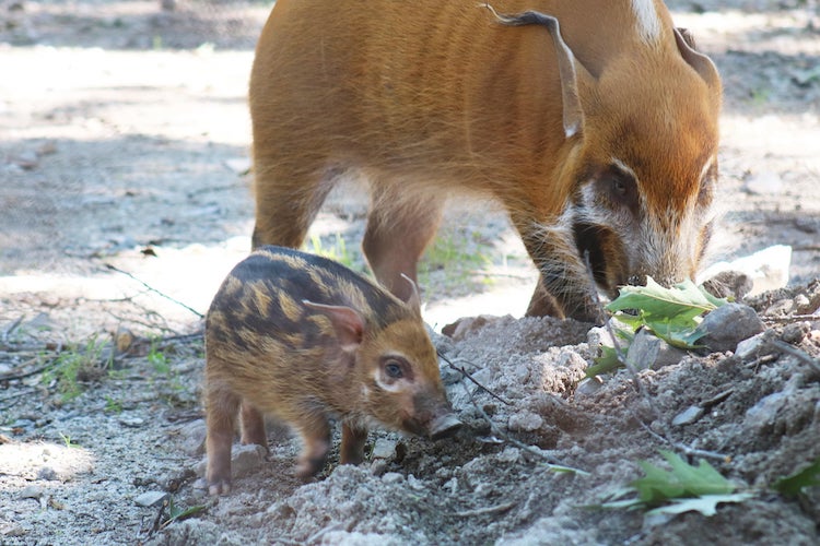 Red River Hog Piglet Born at Franklin Park Zoo