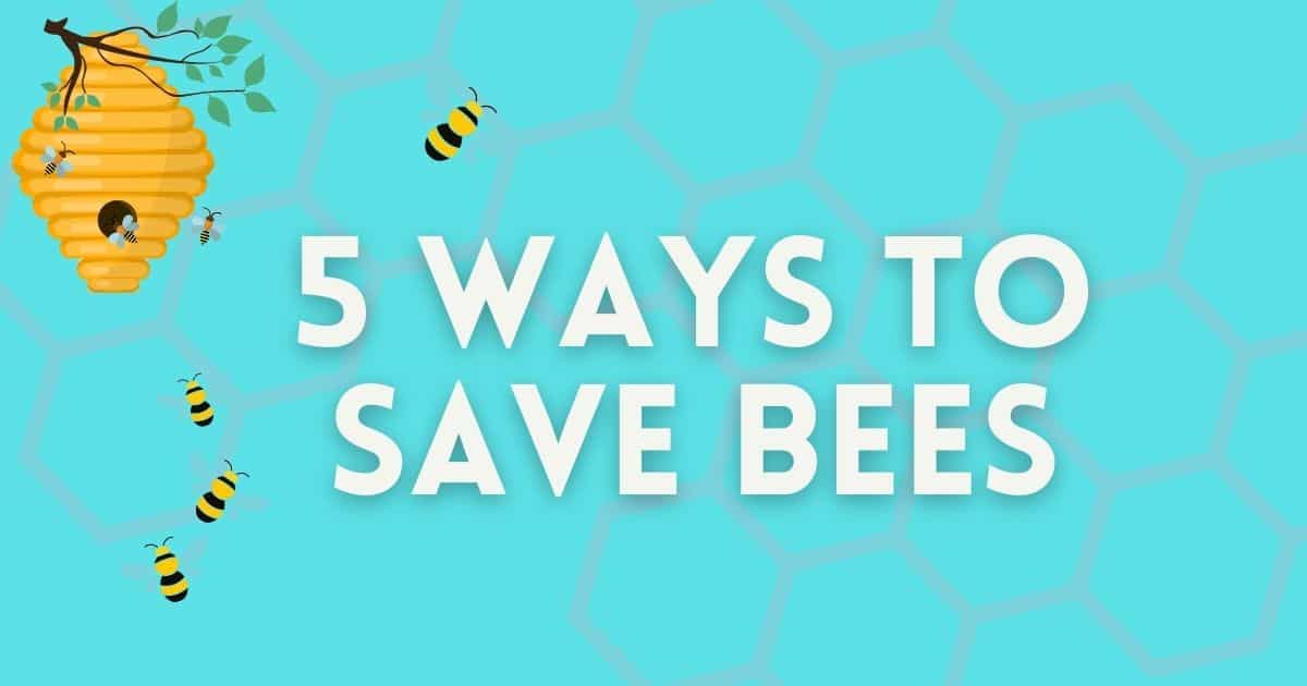 5 Easy Ways That Anyone Can Help Save Bees