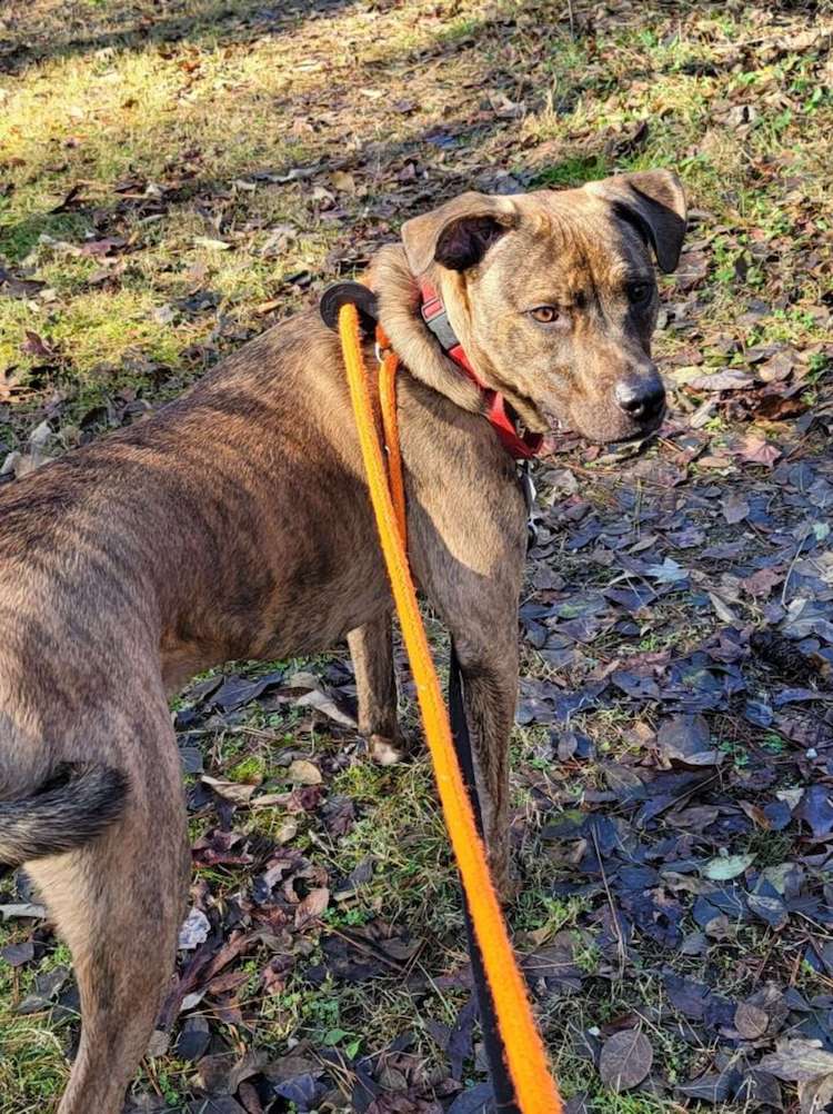 Big Mac the Shelter Dog Gets a Standing Ovation As He Leaves Shelter 