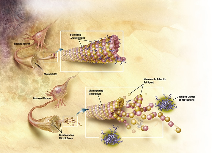 Tau Proteins