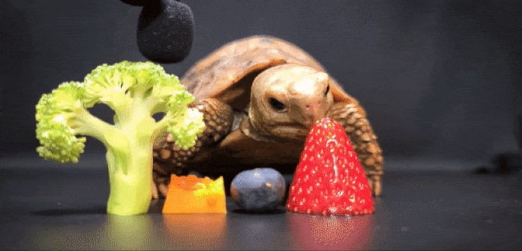 Watch ASMR Footage of Hungry Tortoise Eating Fruit and Veg