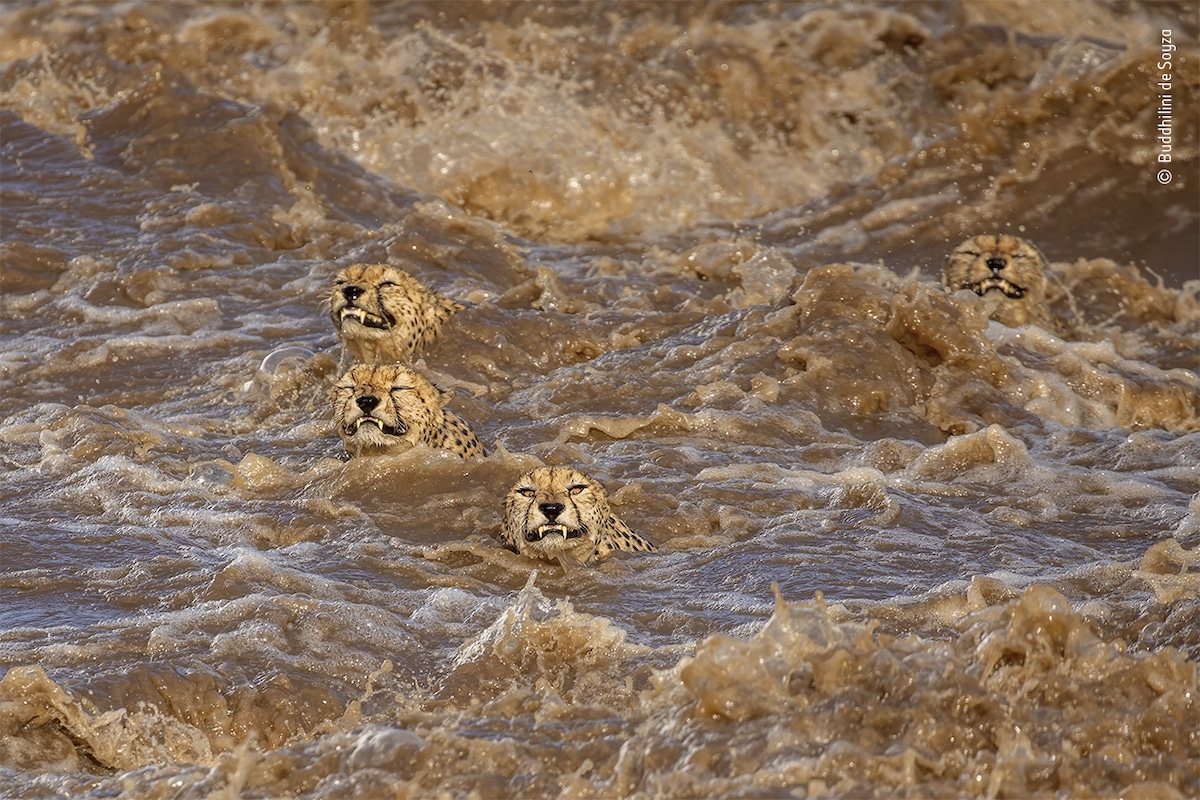 Finalistas De Los Wildlife Photographer Of The Year Awards 2021