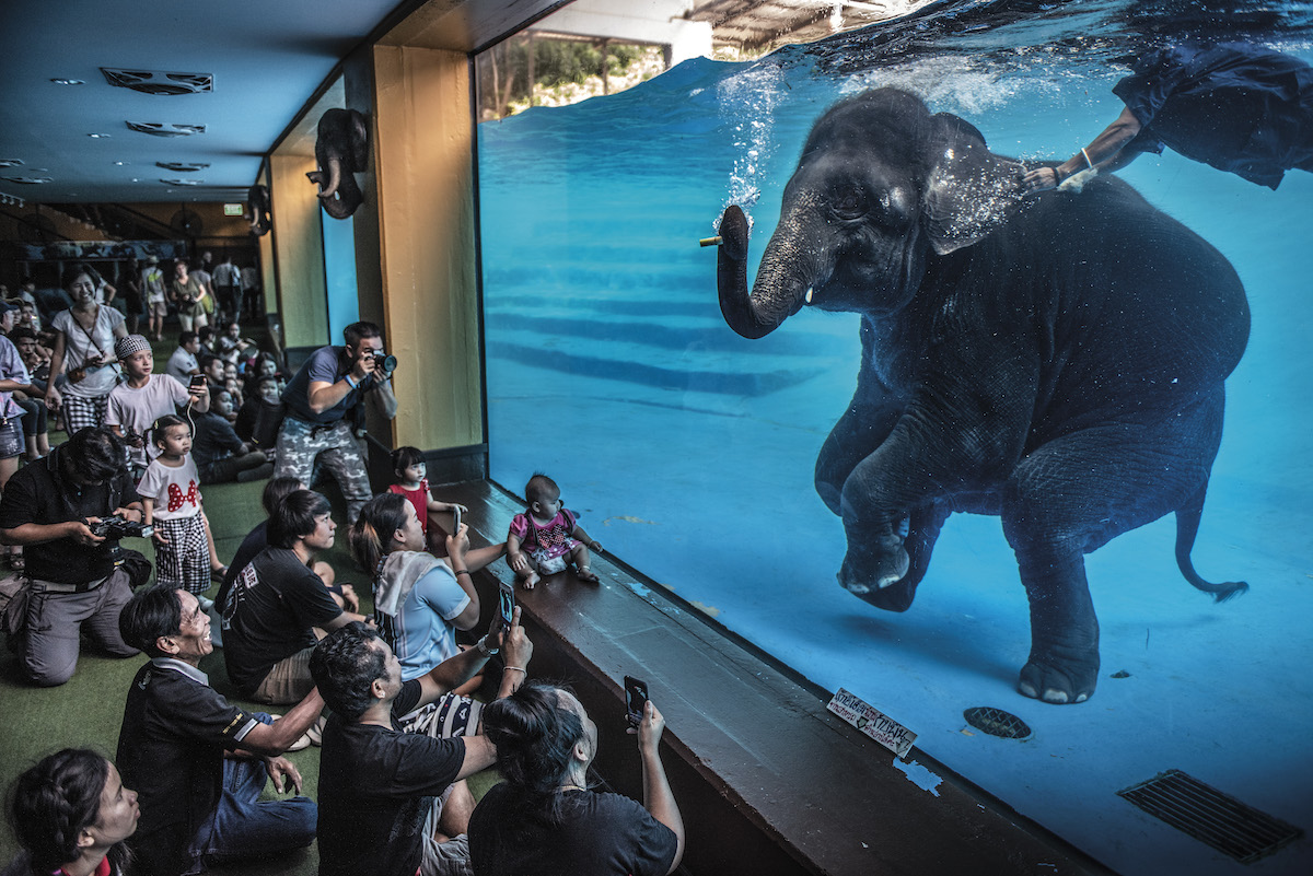 Un elefante bajo el agua en un zoo