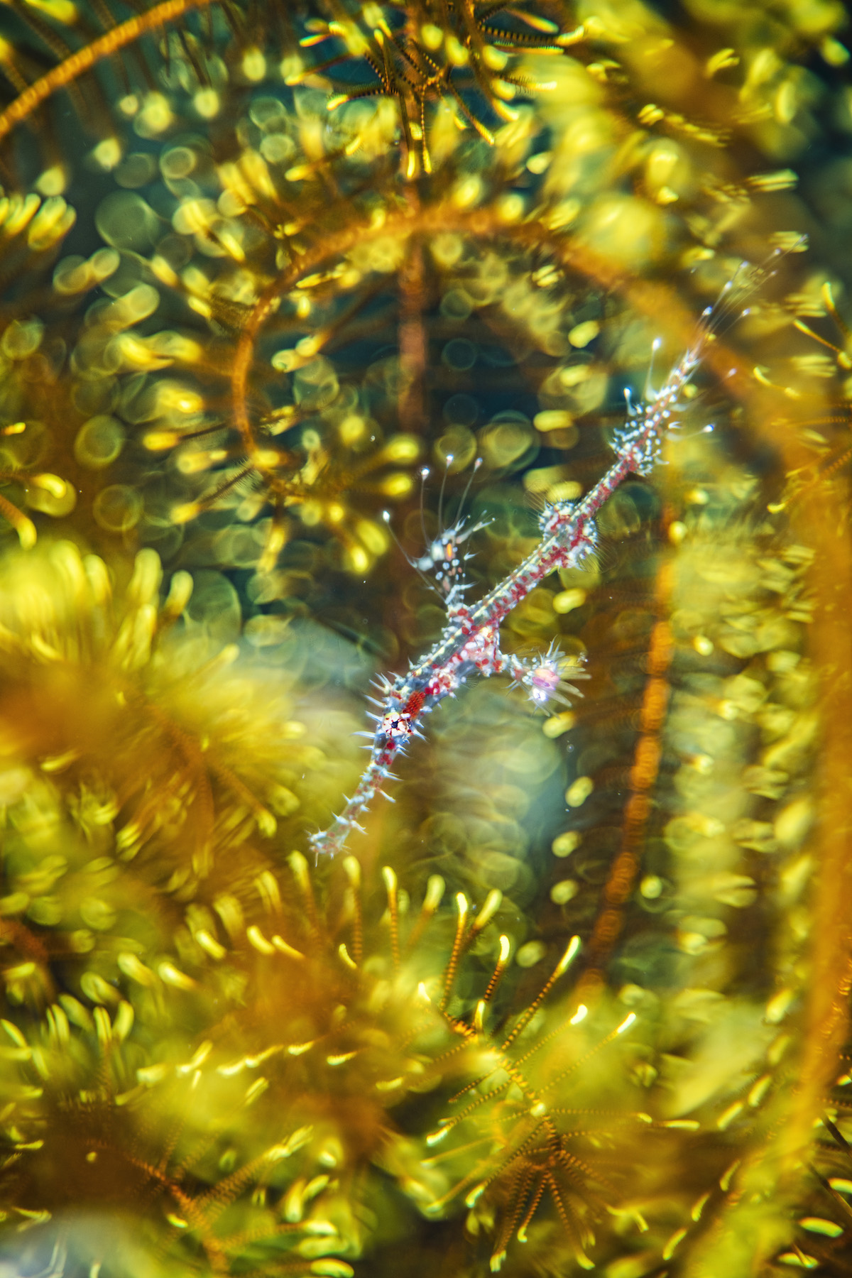 Ghost Pipefish Hiding Within a Feather Star