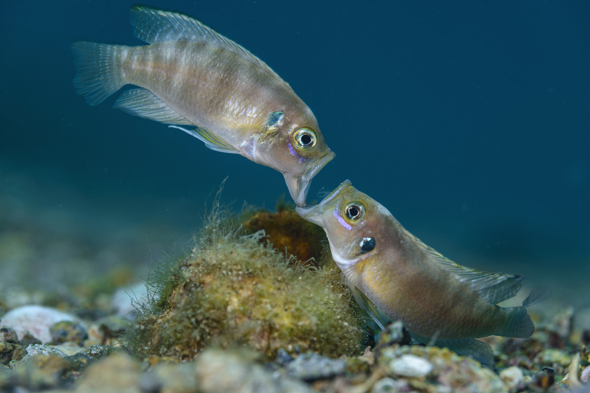 Deux poissons cichlidés mâles se battent pour une coquille d'escargot