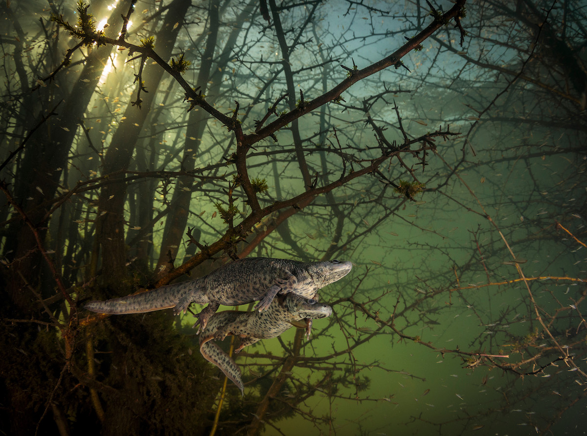 Salamandres à côtes acérées en forêt