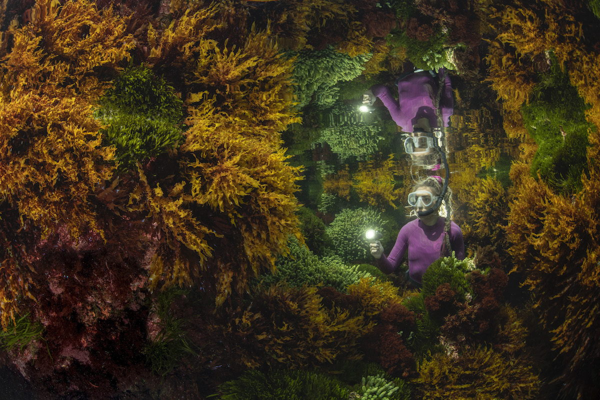 Reflet d'un Marine Ranger parmi les algues