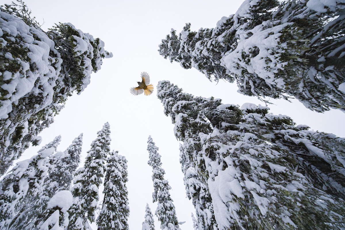 Jay de Sibérie volant au sommet d'un épicéa