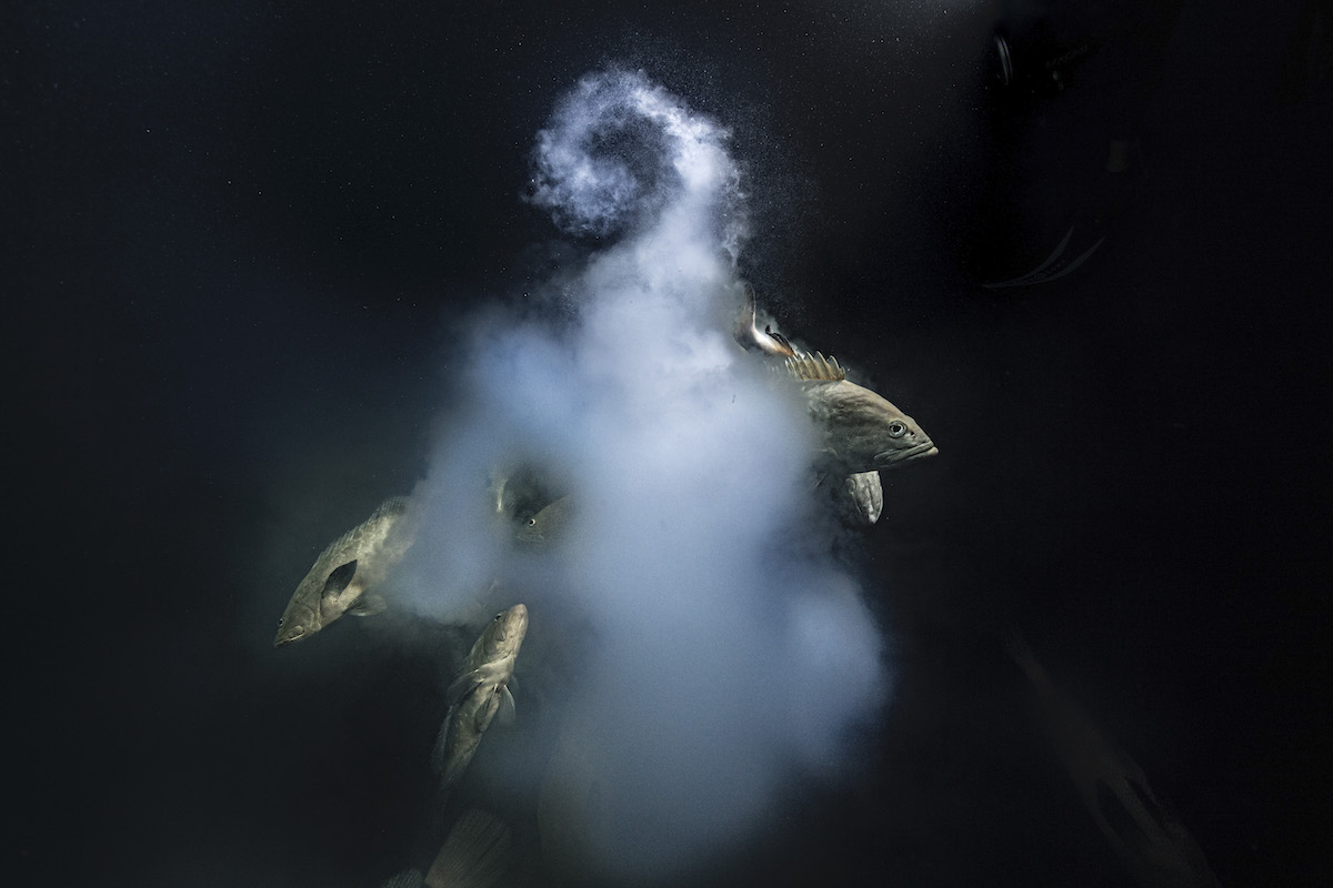 Camouflage Groupers Emerging from Cloud of Egg and Sperm