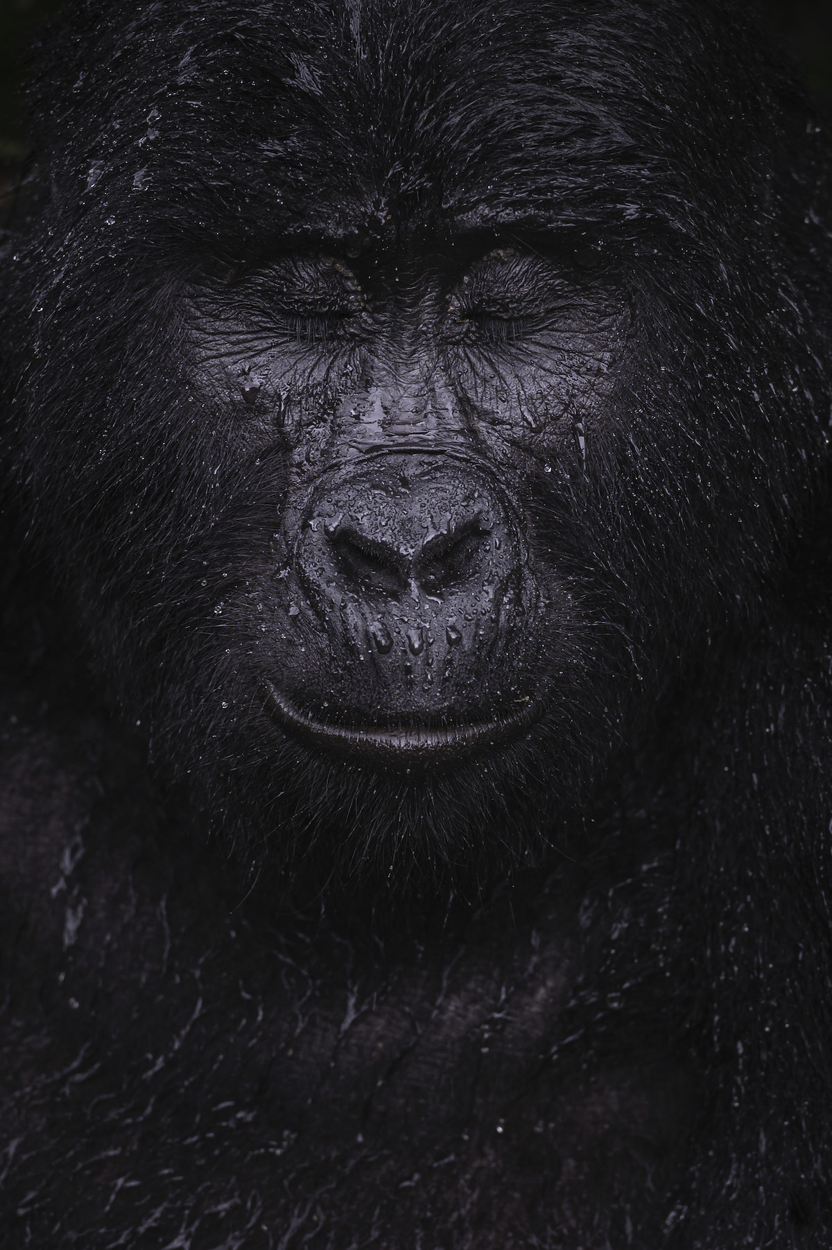 Retrato de un gorila de montaña con los ojos cerrados
