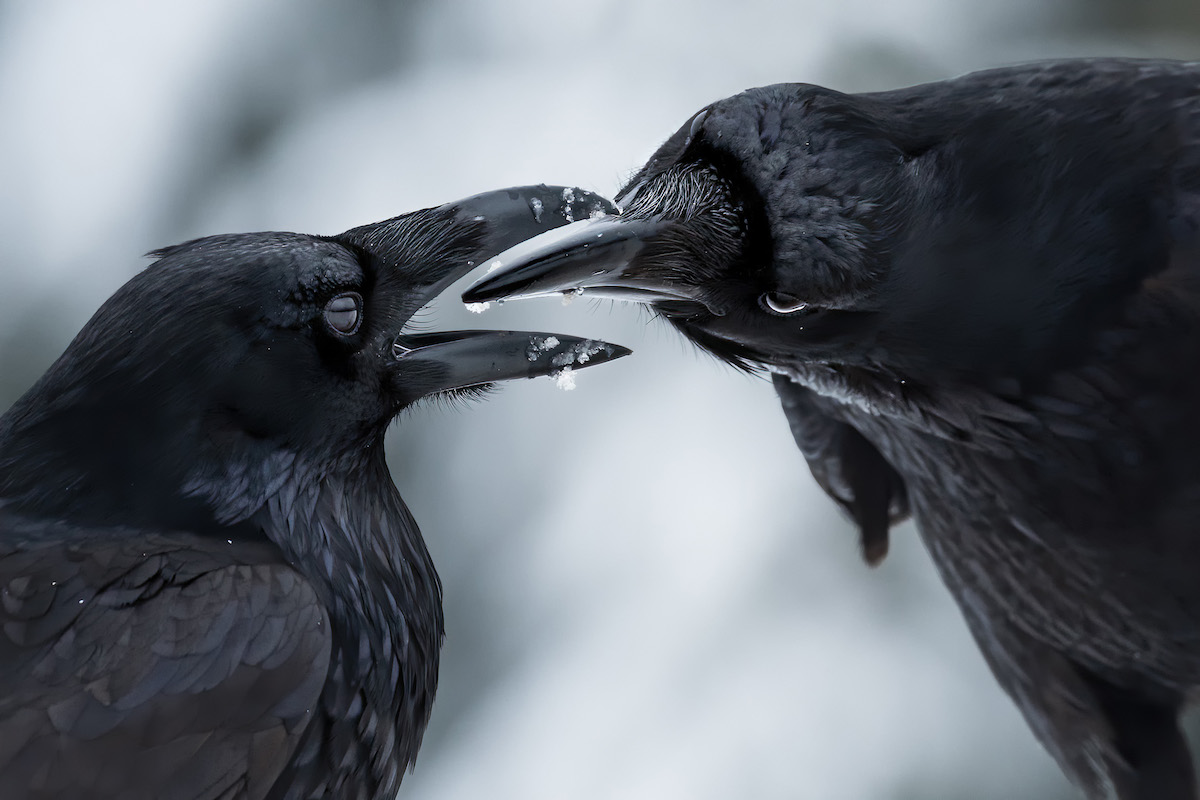 Raven Courtship Display