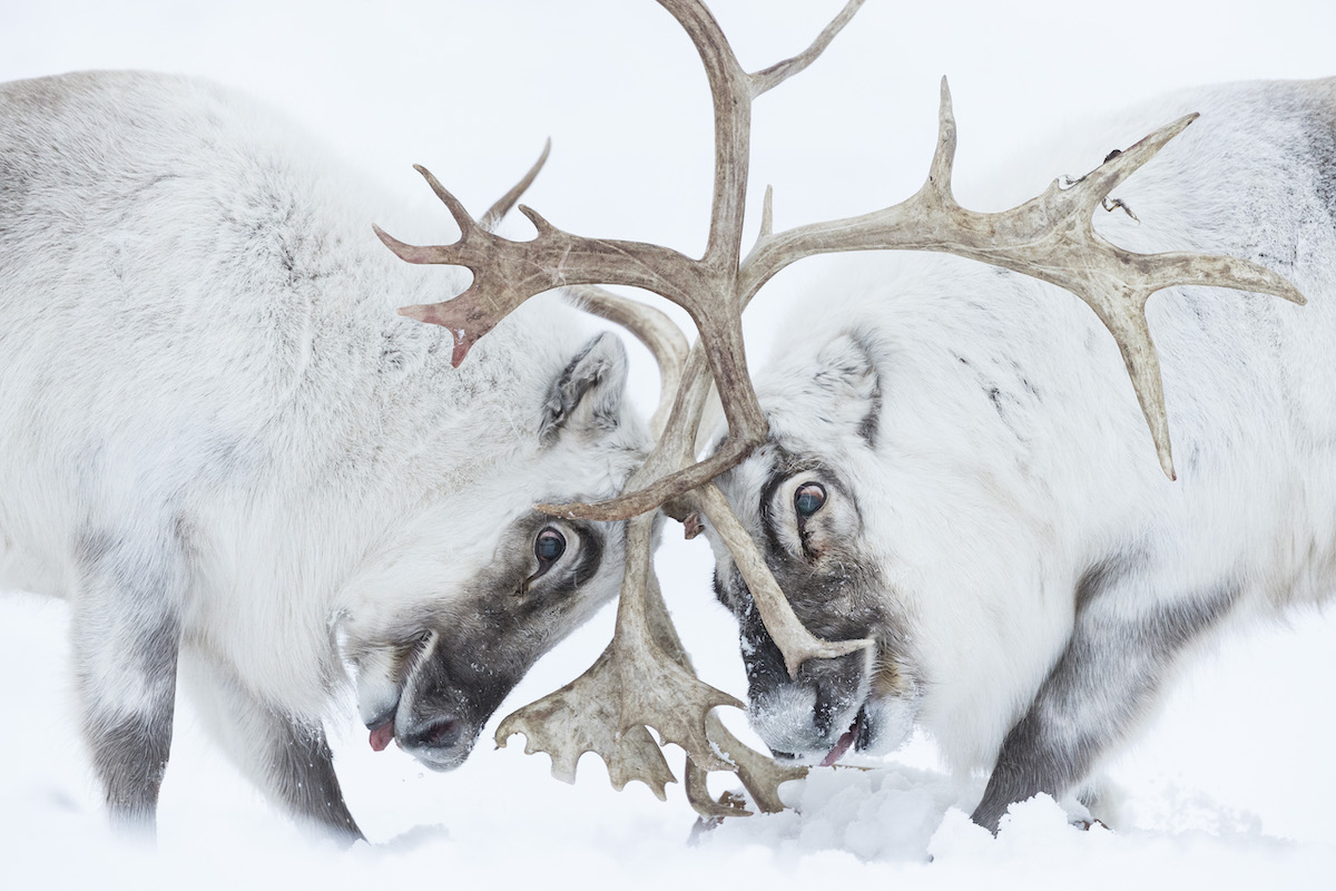Two Svalbard Reindeer Battling and Locking Horns