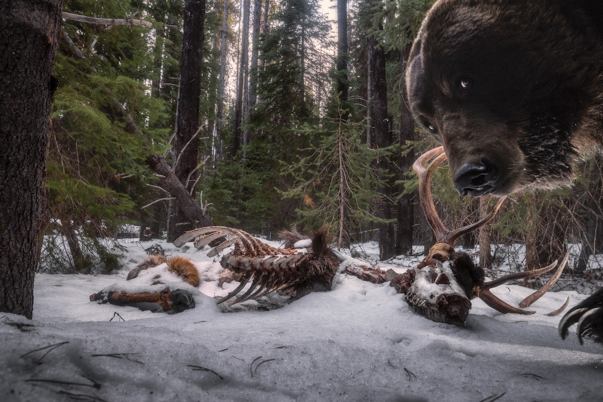 Instalación de cámara destrozada por un grizzly