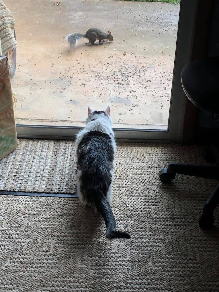 101-Year-Old Lady Adopts Senior Shelter Cat and They're Now Best Buds