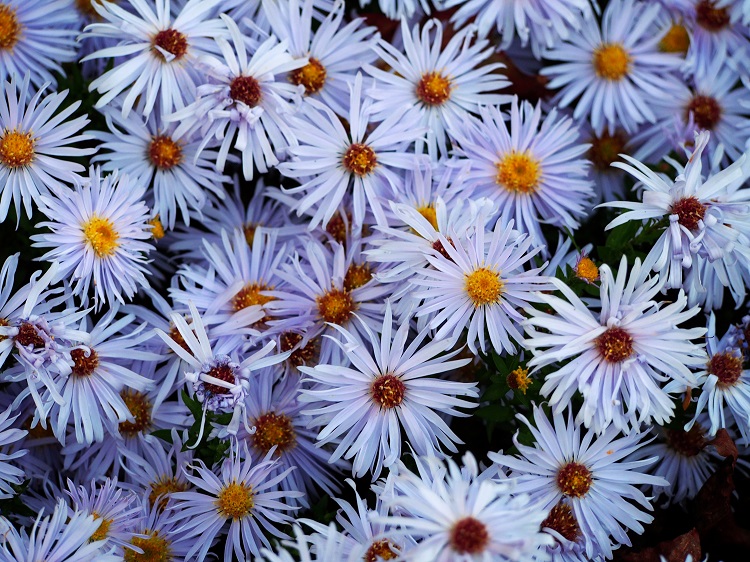 Aster 