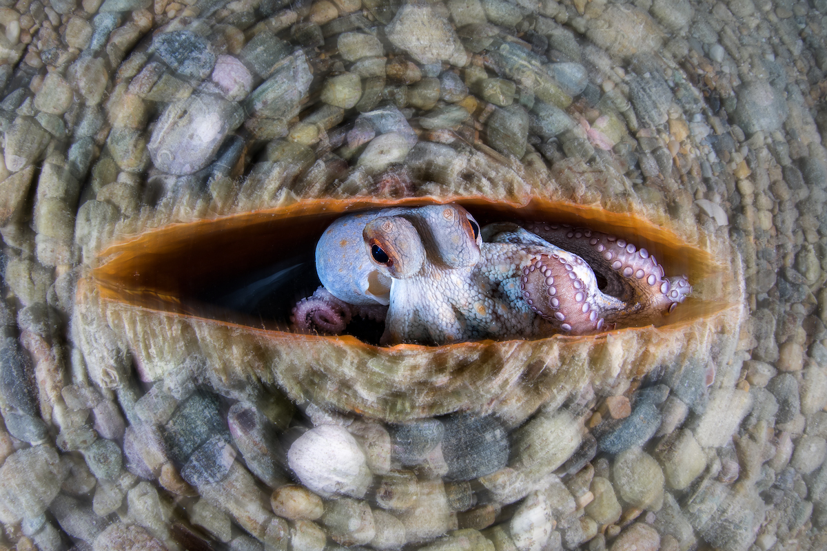 Octopus Hiding in a Shell