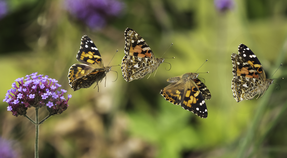 Sequence of Painted Lady Butterfly Taking Off from a Flower